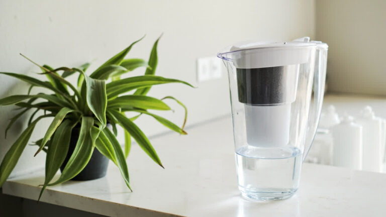 Spider Plant Tap Water
