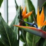 Bird of Paradise Care Guide: Complete Strelitzia Growing Instructions