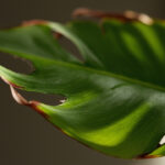 Bird of Paradise Problems and Solutions: Why Your Strelitzia Is Failing