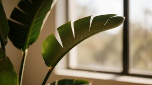 Bird of paradise plant with natural leaf splitting, indoor magazine cover photograph