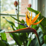 Bird of Paradise Not Flowering: 7 Reasons Your Strelitzia Won’t Bloom