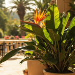 Bird of Paradise Outdoor Care: Growing Strelitzia in the Garden