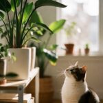 Bird of Paradise plant on a shelf out of reach of a curious cat