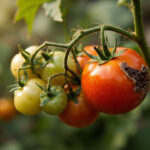 Blossom End Rot in Tomatoes and Peppers: Not a Disease: A Watering Problem