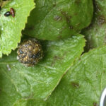 Blueberry Pest Identification: 7 Common Insects and How to Spot Them Early
