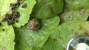 Blueberry Pest Identification: 7 Common Insects and How to Spot Them Early