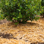 Blueberry Soil pH Requirements: What the Numbers Actually Mean for Growth