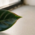 Close-up of a houseplant leaf tip with dry brown necrosis along the margin