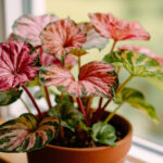 Caladium Plant Care: Complete Guide to Growing Angel Wings Indoors