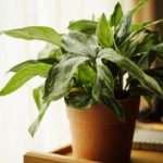 Calathea Care Guide: Light, Water, Humidity, and the Routine That Actually Works