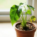 Calathea Drooping: Why the Leaves Drop and How to Bring It Back