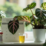 Calathea roseopicta with feather-pattern leaves beside a measuring cup of diluted liquid fertilizer, a watering can, and a blank calendar grid.