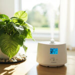 Calathea Humidity Requirements: What the Numbers Actually Mean in a Real Home