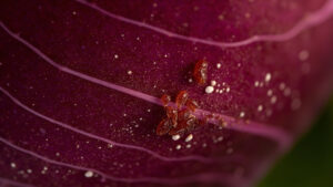 Calathea Pests: How to Identify and Treat the Most Common Ones