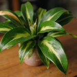 Calathea Problems: A Diagnostic Map of the Most Common Issues