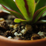 Calathea Soil Mix: The 5-1-1 Recipe and Why Standard Potting Soil Fails