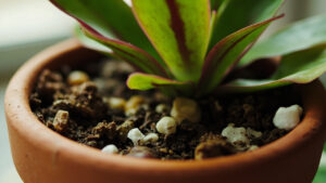 Calathea Soil Mix: The 5-1-1 Recipe and Why Standard Potting Soil Fails
