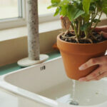 Calathea Watering Guide: How Much, How Often, and Why Tap Water Burns the Tips