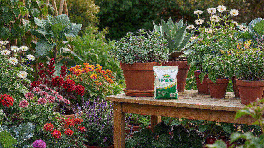 A diverse garden with vegetables, flowers, and a potted succulent