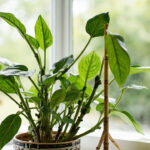 Cane Begonia Care: Growing Tall Begonias with Jointed Stems Indoors