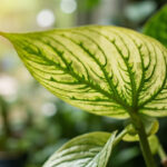 Houseplant leaf showing chlorosis with pale yellow tissue and greener veins