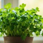 Cilantro Indoors: How To Grow It Before It Bolts