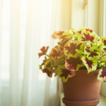 Healthy potted Coleus with vivid burgundy, lime green, and pink variegated leaves on an indoor windowsill