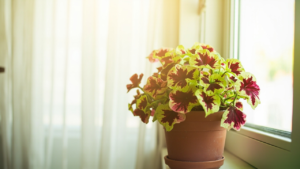 Healthy potted Coleus with vivid burgundy, lime green, and pink variegated leaves on an indoor windowsill