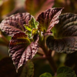 Coleus Leaves Curling: 5 Causes and How to Fix Them Fast
