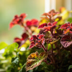 Coleus Light Requirements: How Much Sun Your Foliage Plant Needs