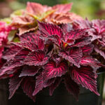 Coleus Varieties Guide: 12 Best Cultivars for Every Garden