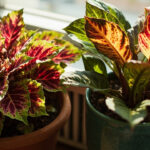 Coleus vs Croton: Which Colorful Foliage Plant Is Right for You