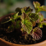 Coleus Watering Guide: How Often to Water for Healthy Foliage