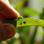 Hand inspecting houseplant leaf showing pest damage