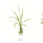 How to Save a Dying Corn Plant: Essential Tips for Dracaena Plant Care