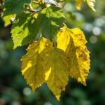 Croton Leaves Dropping: The Cause-and-Cure Map for Every Leaf-Drop Pattern