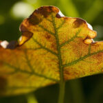 Croton Leaves Turning Brown: The Four-Signal Diagnostic (Humidity, Fluoride, Salt, Sun)