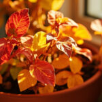 Croton Light Requirements: The Lux Thresholds That Keep Color Locked In