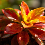 Croton Plant Care: The Color Engine That Runs on Bright Light