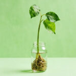 Croton Propagation: The Perlite Method That Roots Cuttings in 3-4 Weeks