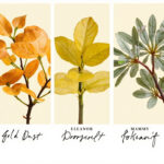Croton Varieties: Petra vs Gold Dust vs Mammy vs Eleanor Roosevelt