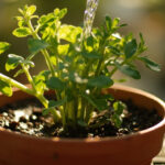 Croton Watering: The Top-Inch Trigger That Stops Root Rot