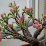 How to Save a Dying Crown of Thorns Plant: Complete Revival Guide for Euphorbia Milii