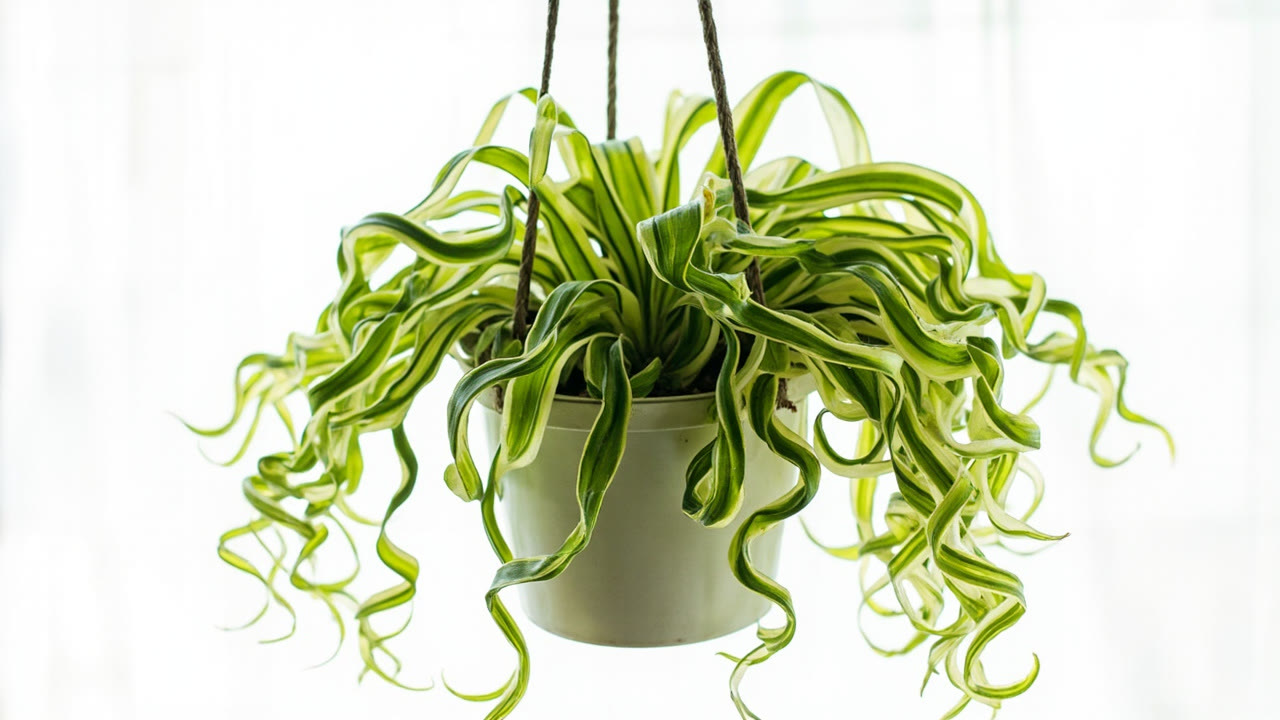 Curly spider plant (Chlorophytum comosum Vittatum) cascading from a hanging basket