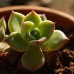Echeveria Leaves Curling and Soft: Underwatering, Heat Stress, and Root Rot
