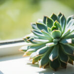 Echeveria Light Requirements: Full Sun, Grow Lights, and Etiolation Fixes