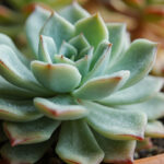 Echeveria Plant Care: Complete Guide to Growing Rosette Succulents