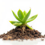 Echeveria Propagation: Leaf Cuttings, Stem Cuttings, and Offsets