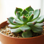 Echeveria Soil Mix: The 5:1:1 Mineral Formula That Works
