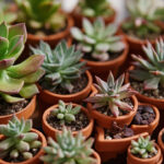 Echeveria Varieties: 7 Cultivars Worth Growing and How to Choose